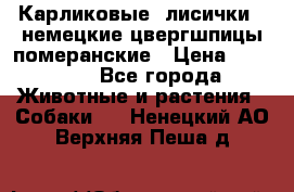 Карликовые “лисички“  немецкие цвергшпицы/померанские › Цена ­ 35 000 - Все города Животные и растения » Собаки   . Ненецкий АО,Верхняя Пеша д.